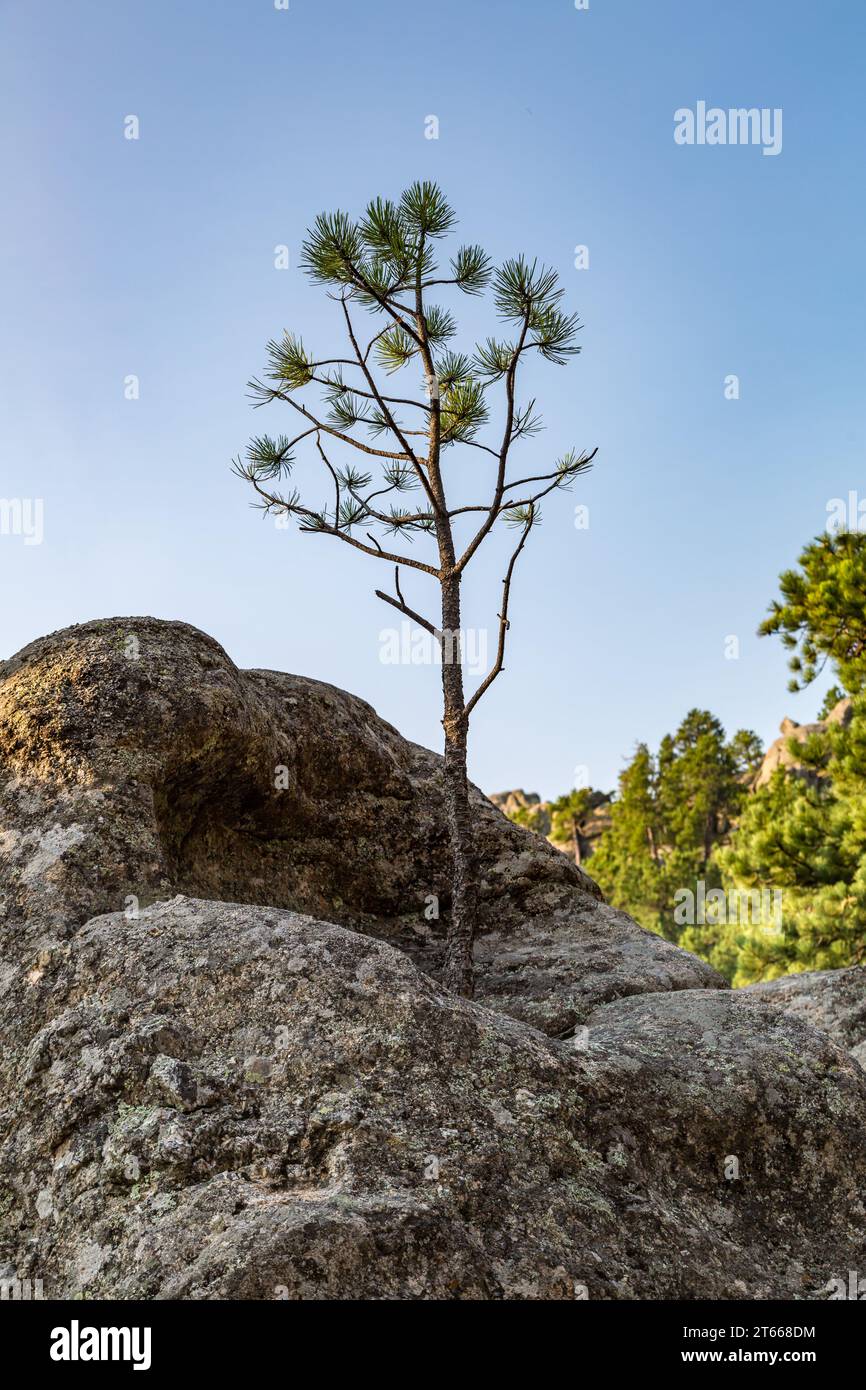 Pine tree growing out granite hi-res stock photography and images - Alamy