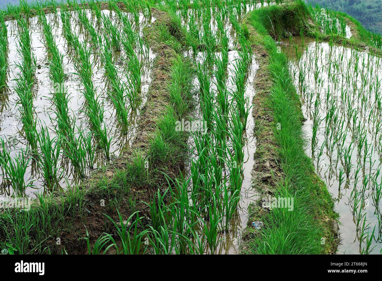龙胜镇 (龙胜县) 中國 Longsheng Rice Terraces, Longji Ping'an Zhuang, China; Picturesque rice terraces on the hills; Malerische Reisterrassen auf den Hügeln Stock Photo