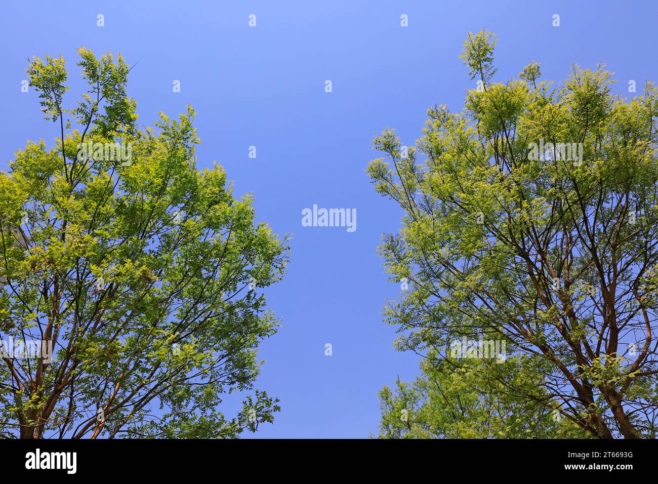 Sophora Tree Branches, Look Up Stock Photo