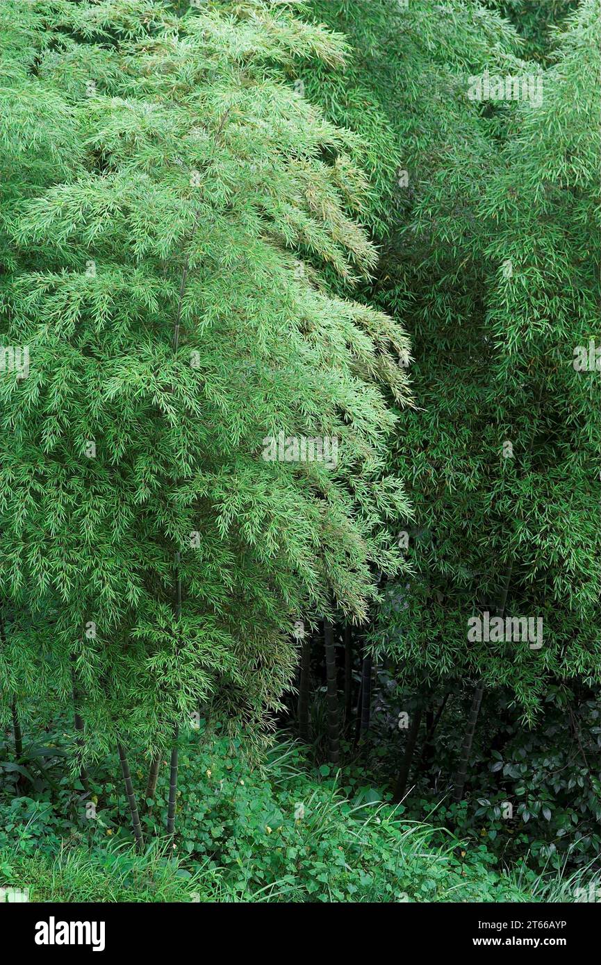 龙胜镇 (龙胜县) 中國 Longsheng, Longji Ping'an Zhuang, China; Bambusa; Bamboo bush; Bambusstrauch; Arbusto de bambú; Krzew bambusa bambus Stock Photo