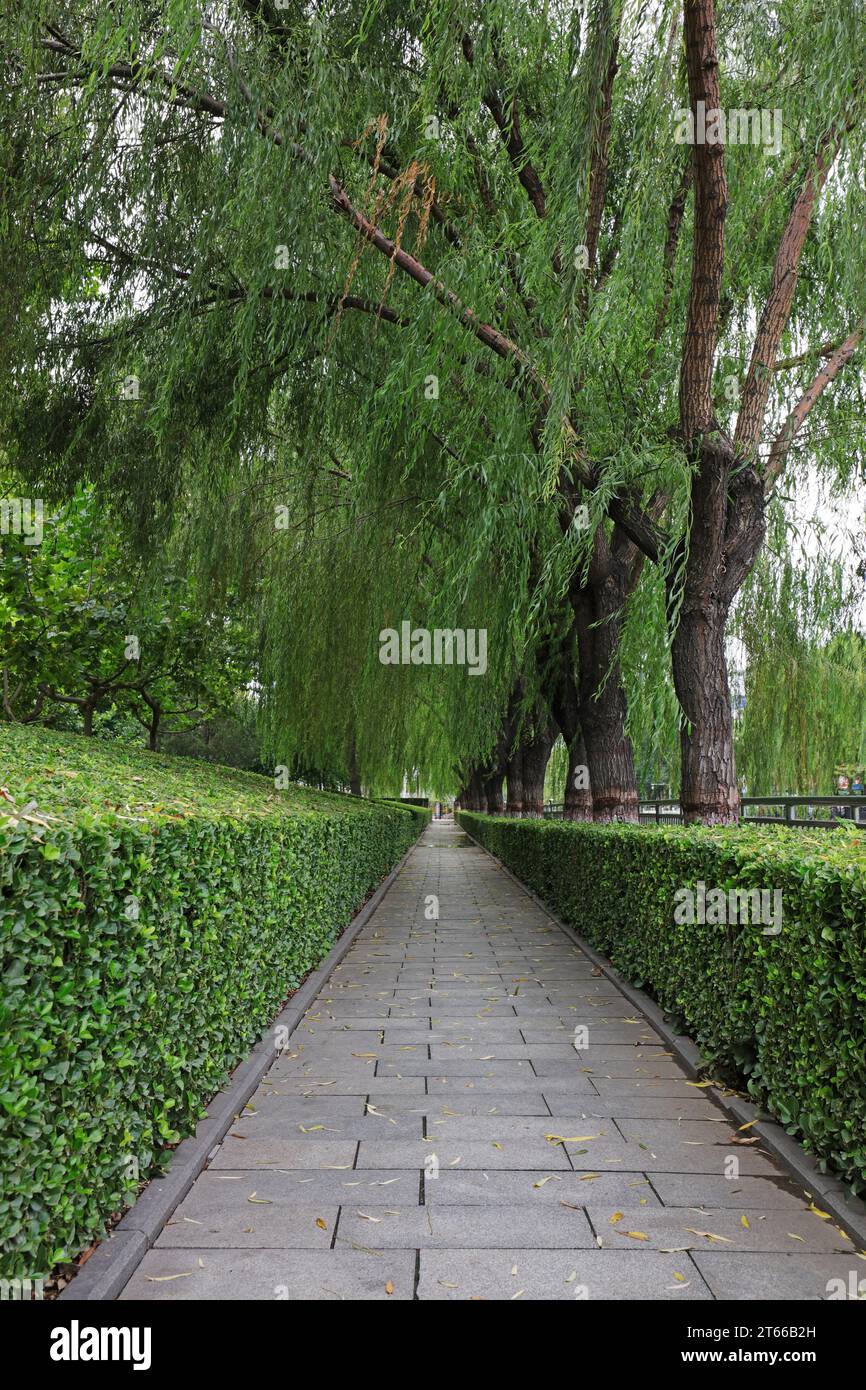 A trimmed green belt in the park Stock Photo