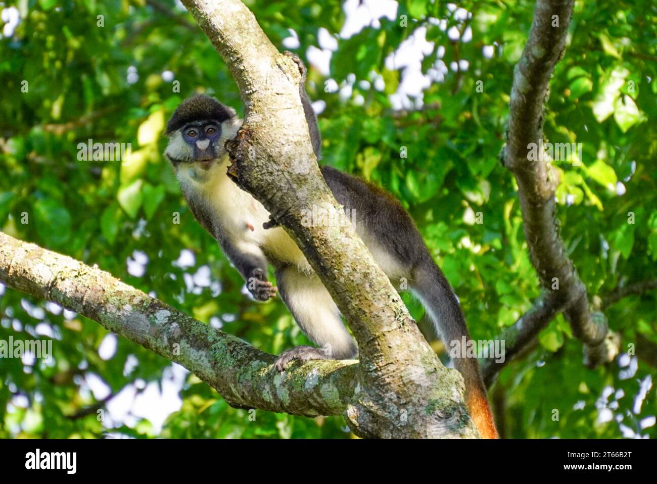 Red Tailed Monkey in Uganda Stock Photo - Alamy