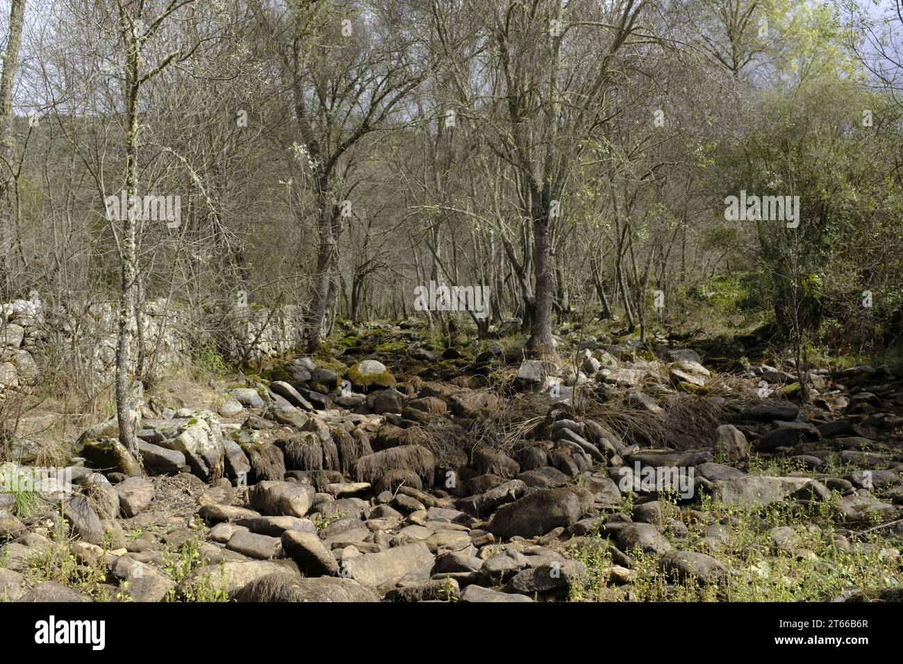 Great Coa Valley rewilding project in Vilar Maior, Sabugal, Portugal Stock Photo