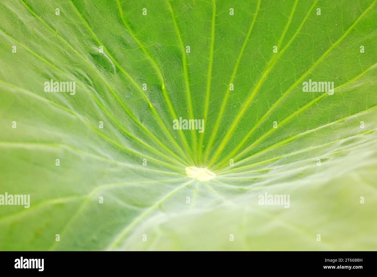 Leaf texture close up hi-res stock photography and images - Alamy