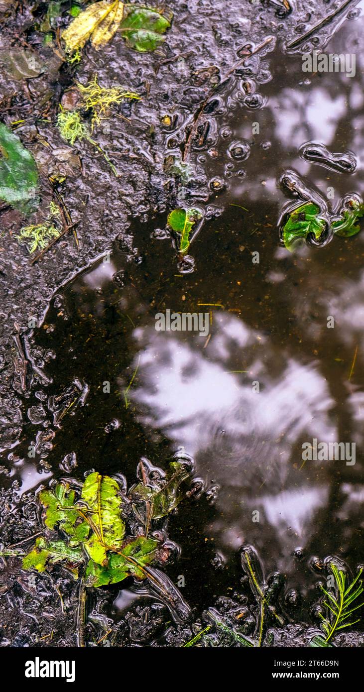 Nature concept background wallpaper of puddle Stock Photo - Alamy