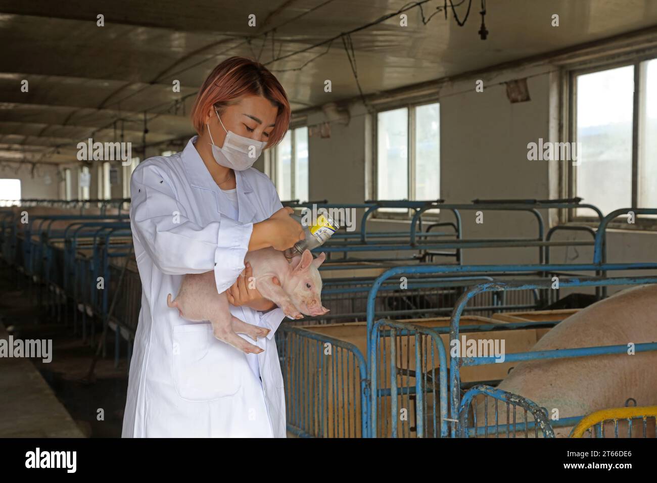 LUANNAN County - September 5, 2017: A beautiful girl is carrying a piglet for vaccination in a pig farm,LUANNAN County, Hebei Province, China Stock Photo