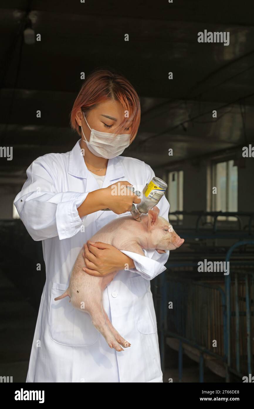 LUANNAN County - September 5, 2017: A beautiful girl is carrying a piglet for vaccination in a pig farm,LUANNAN County, Hebei Province, China Stock Photo