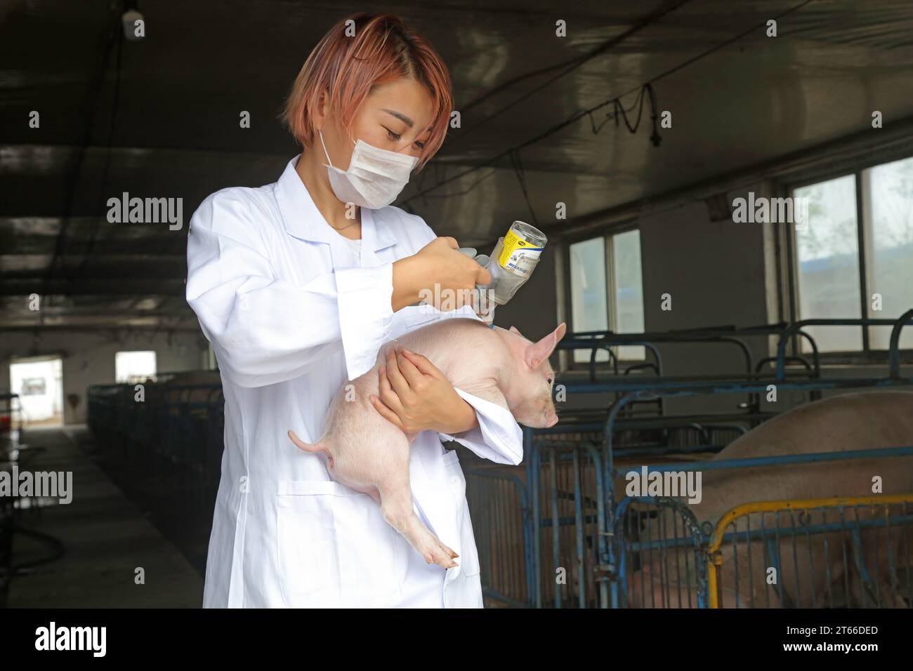 LUANNAN County - September 5, 2017: A beautiful girl is carrying a piglet for vaccination in a pig farm,LUANNAN County, Hebei Province, China Stock Photo