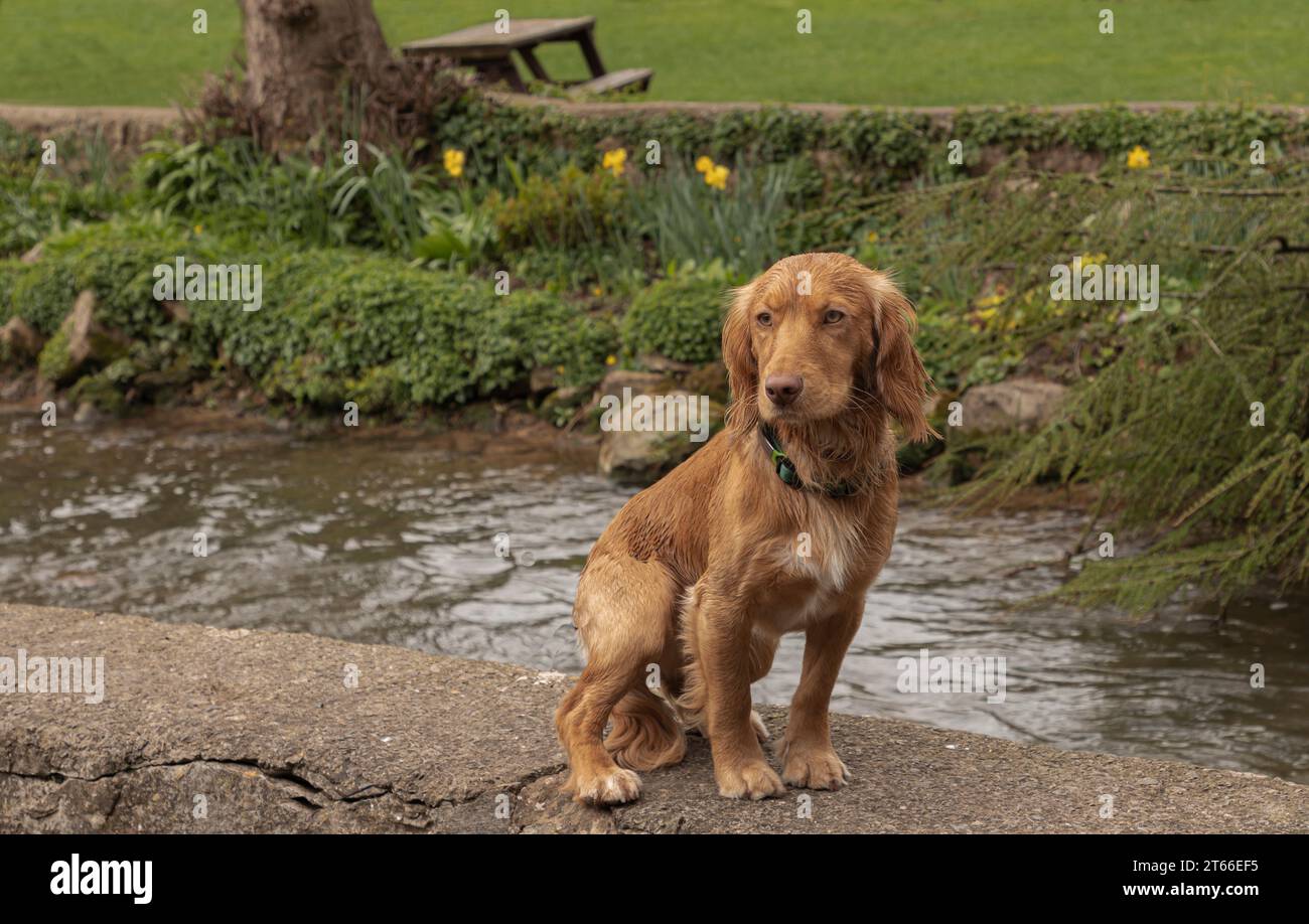 Ginger coloured working cocker spaniel sitting on a wall by a river Stock Photo