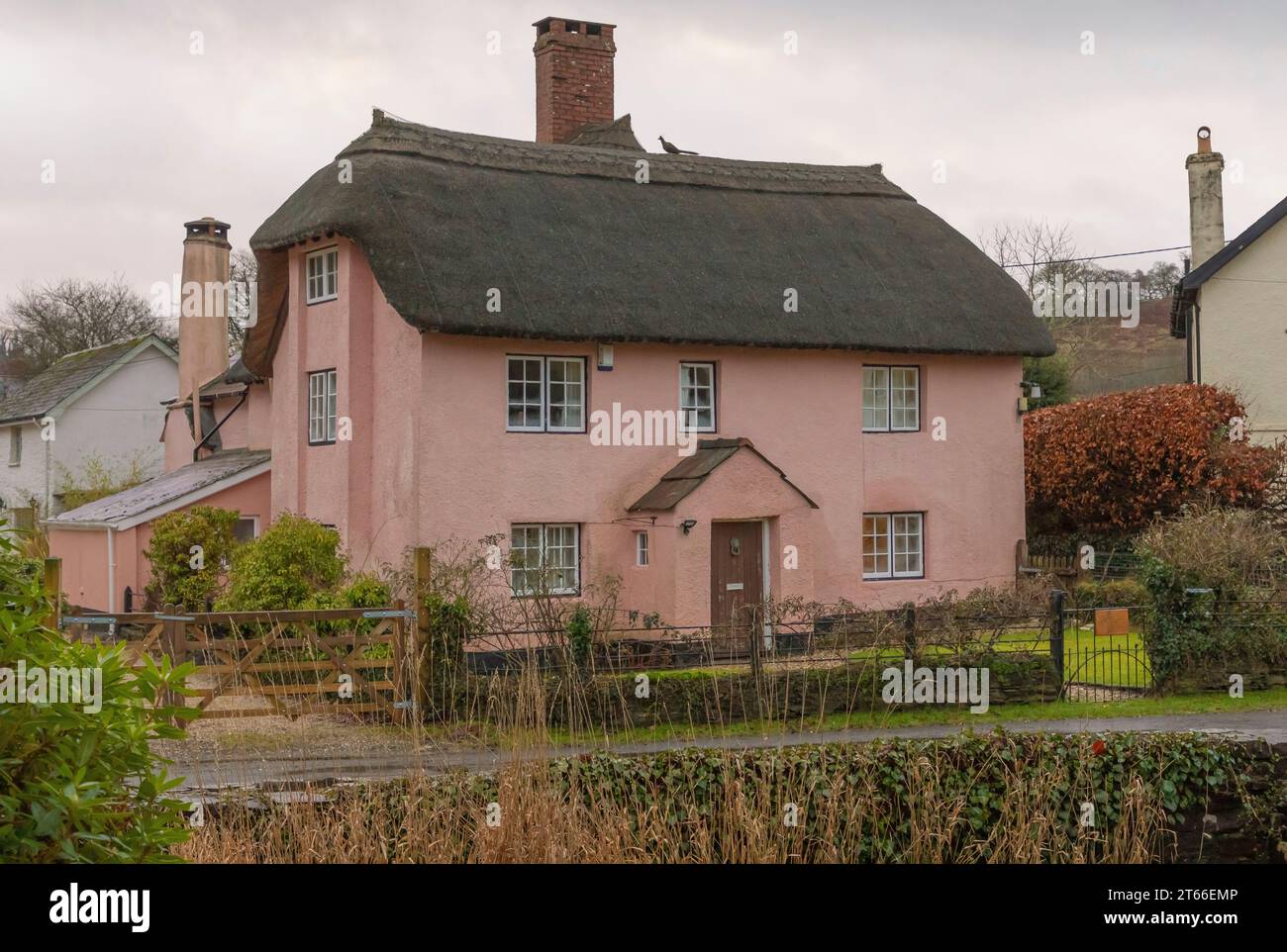 Pink painted thatched house in the winter with a pheasant made of thatching straw on the roof Stock Photo