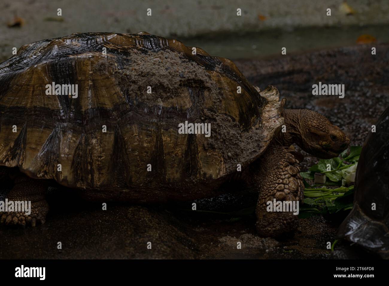 Two African Spurred Tortoises eating during the rain Centrochelys sulcata, large tortoise from