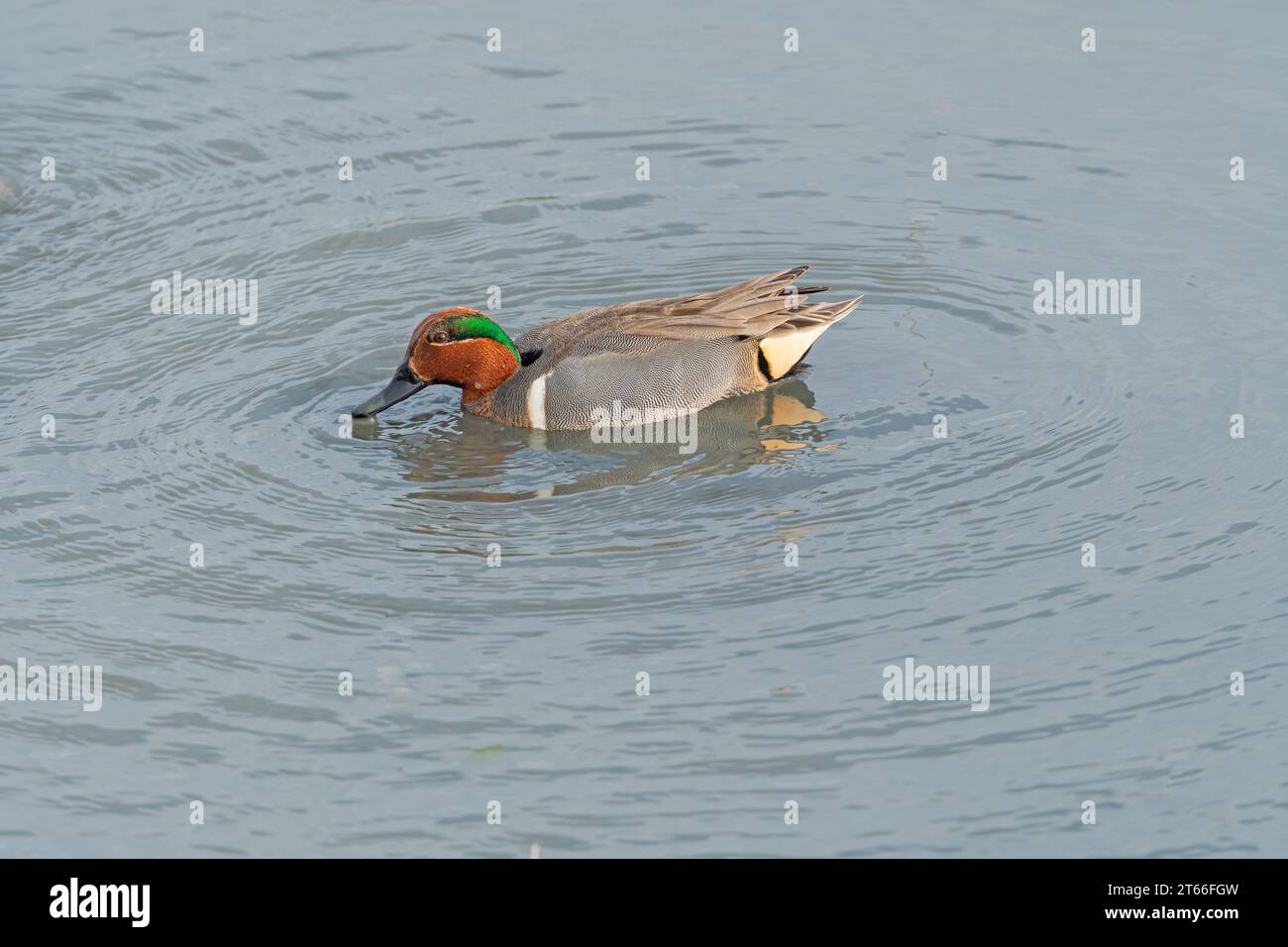 A Green Winged Teal in a Marshland in the Port Aransas Birding Center in Texas Stock Photo