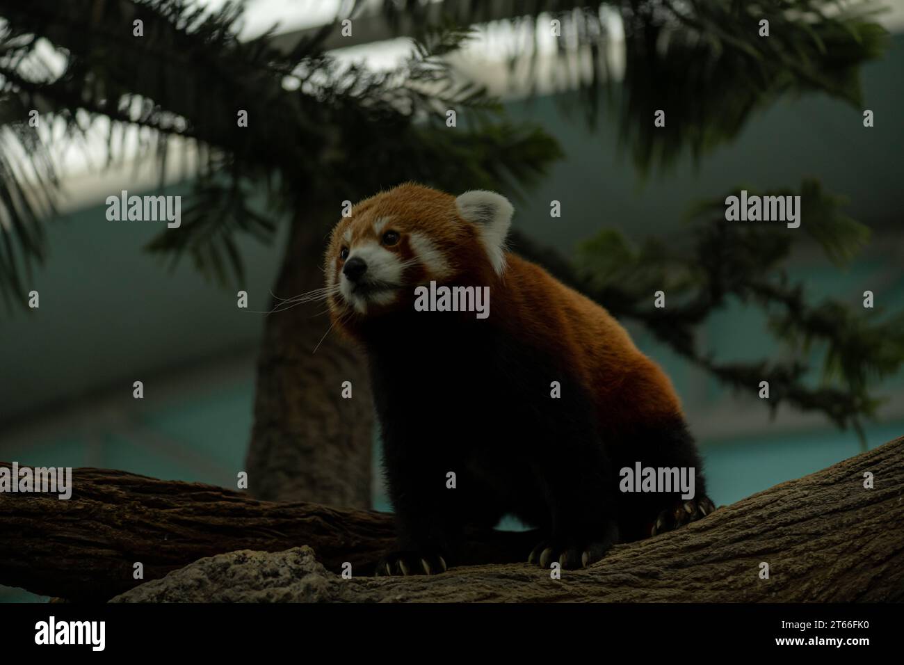 Red Panda looking at the camera in Chengdu research base of the Giant ...