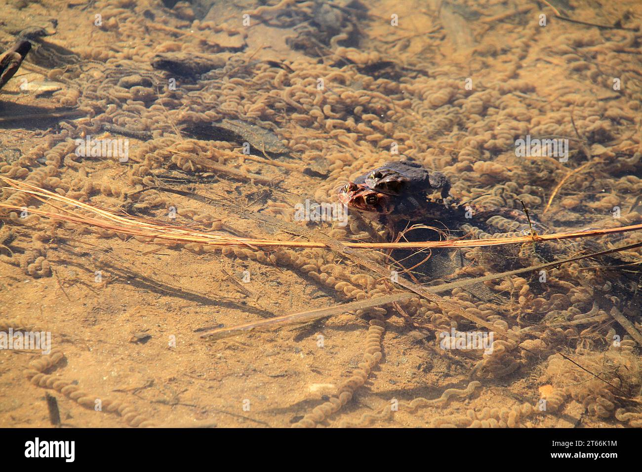 Brown frogs mating at the edge of a pond in Virginia, USA. Just laid eggs, fertilized by the male as the female lays them, are seen around them. Stock Photo