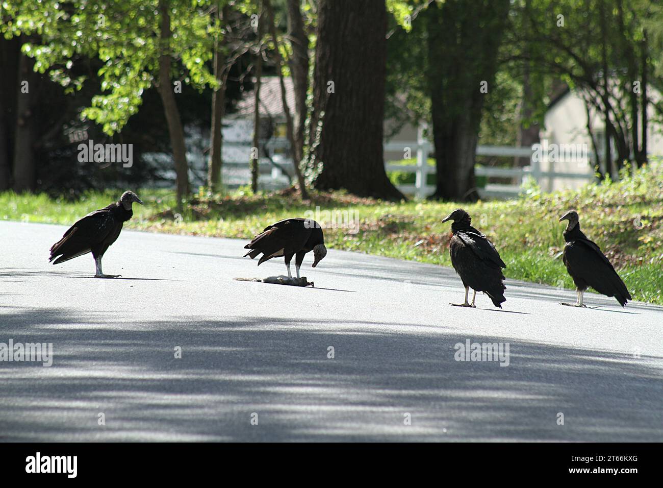 Turkey vultures feeding on a run-over squirrel on a neighborhood street in Virginia U.S.A. Stock Photo