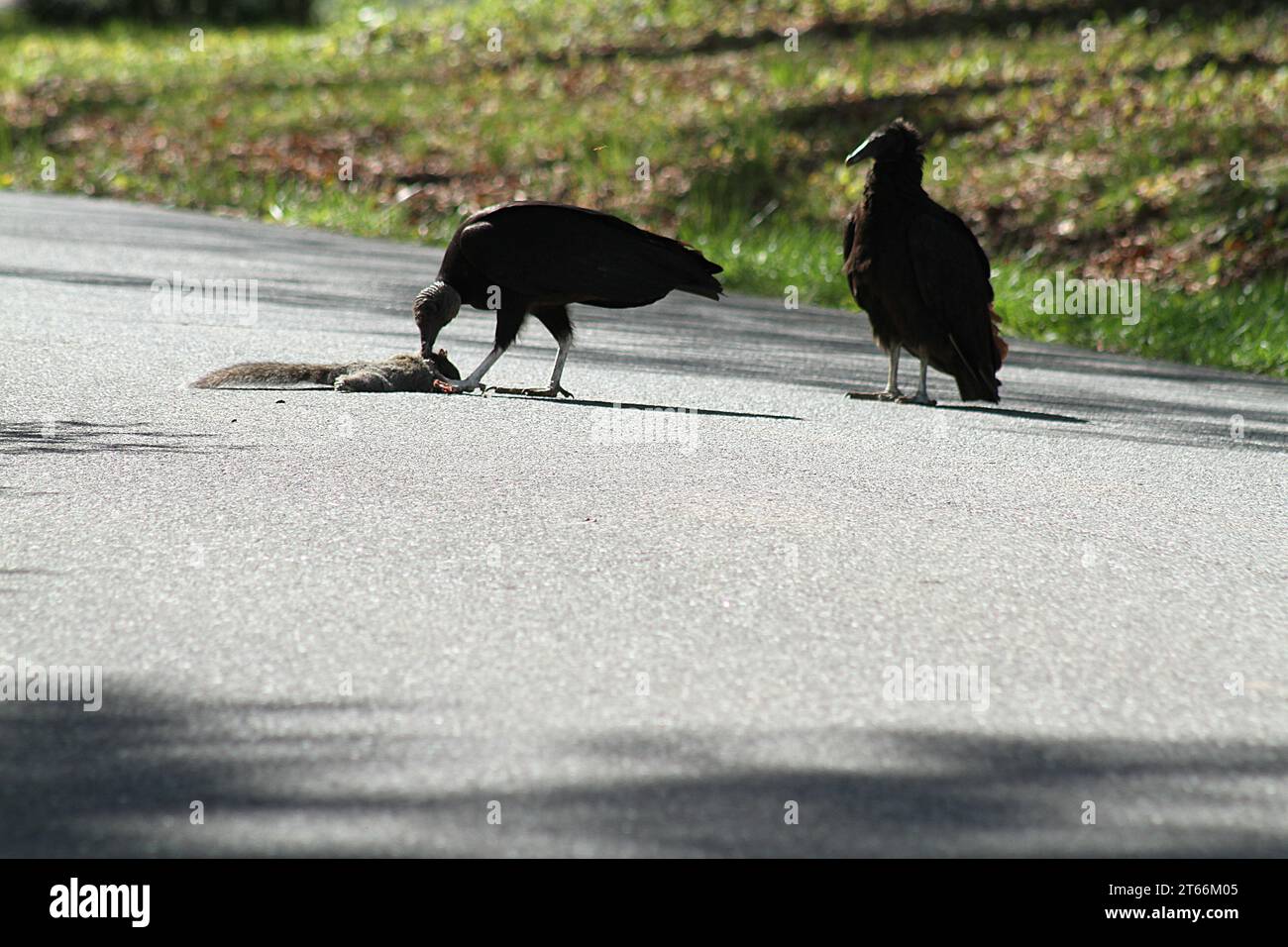 Turkey vultures feeding on a run-over squirrel on a neighborhood street in Virginia U.S.A. Stock Photo
