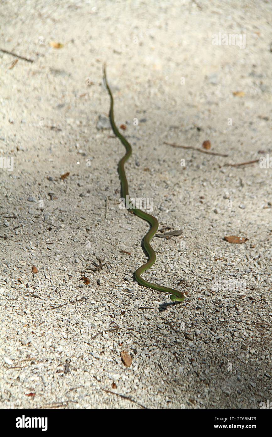 Northern Rough Greensnake (Opheodrys aestivus) moving over a sandy/ gravel surface Stock Photo