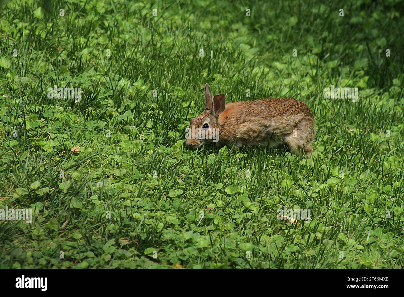 Brown rabbit in Virginia, United States Stock Photo