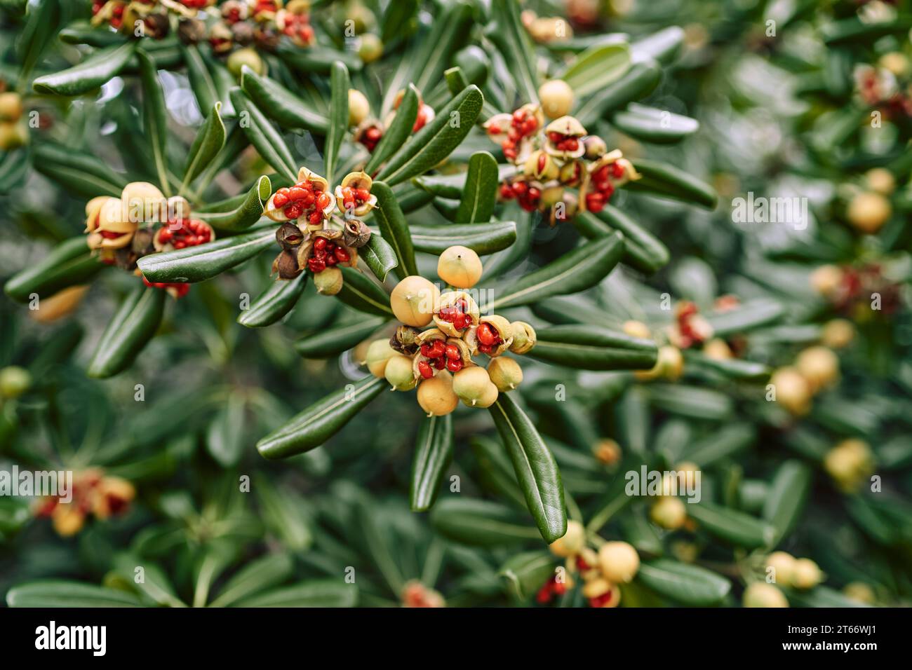 Yellow fruits with red seeds on an Australian laurel bush Stock Photo
