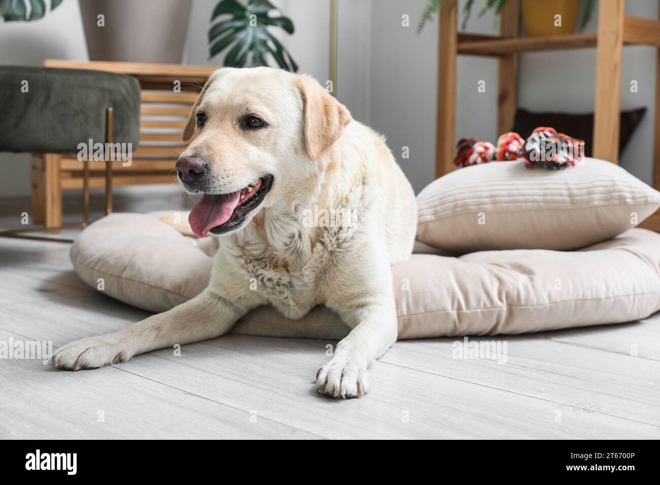 Cute Labrador dog with toy lying on pet bed in living room Stock Photo ...