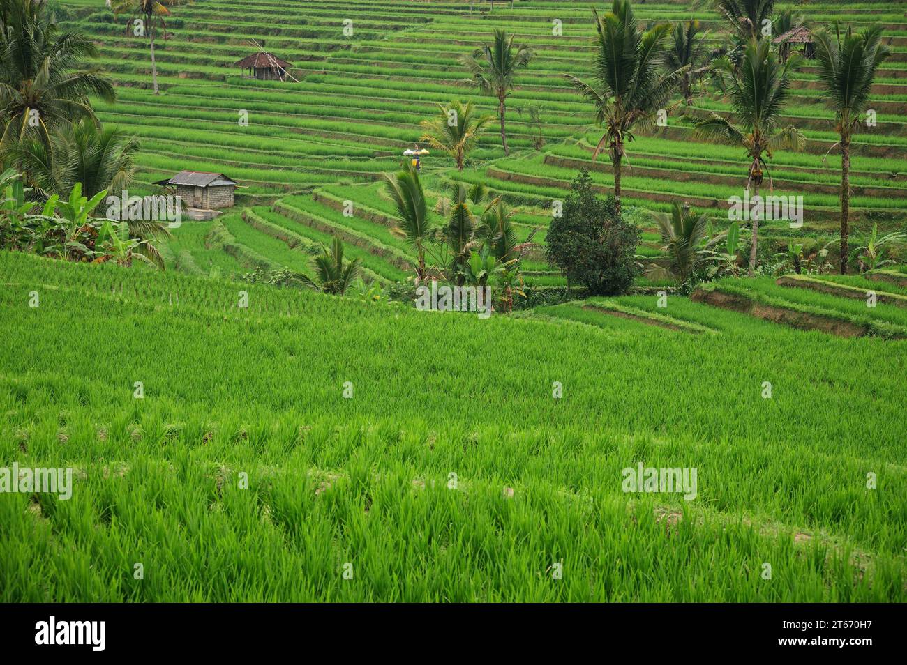 Scenic view of beautiful rice fields in Indonesia Stock Photo