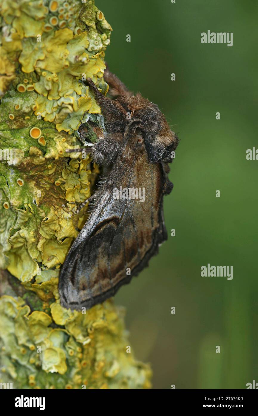 Natural vertical closeup on the pebble prominent moth,Notodonta ziczac, sitting on a lichen covered wood Stock Photo