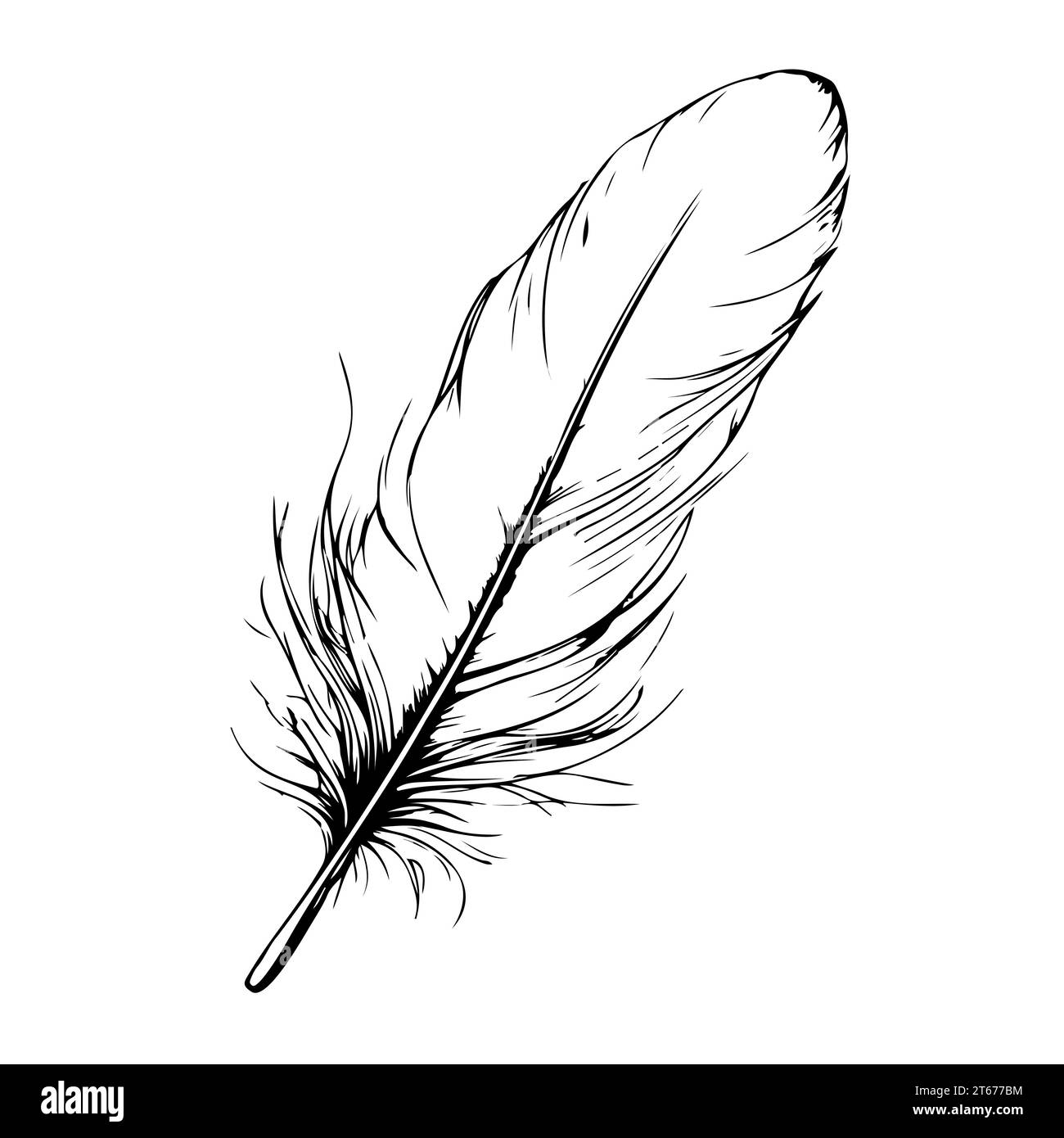 Black and white bird feather hand drawn vector illustration Stock ...