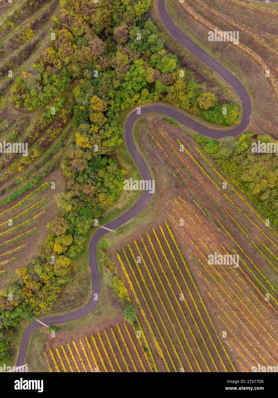 Curving road between of a grape fields in somewhere Europe. Stock Photo