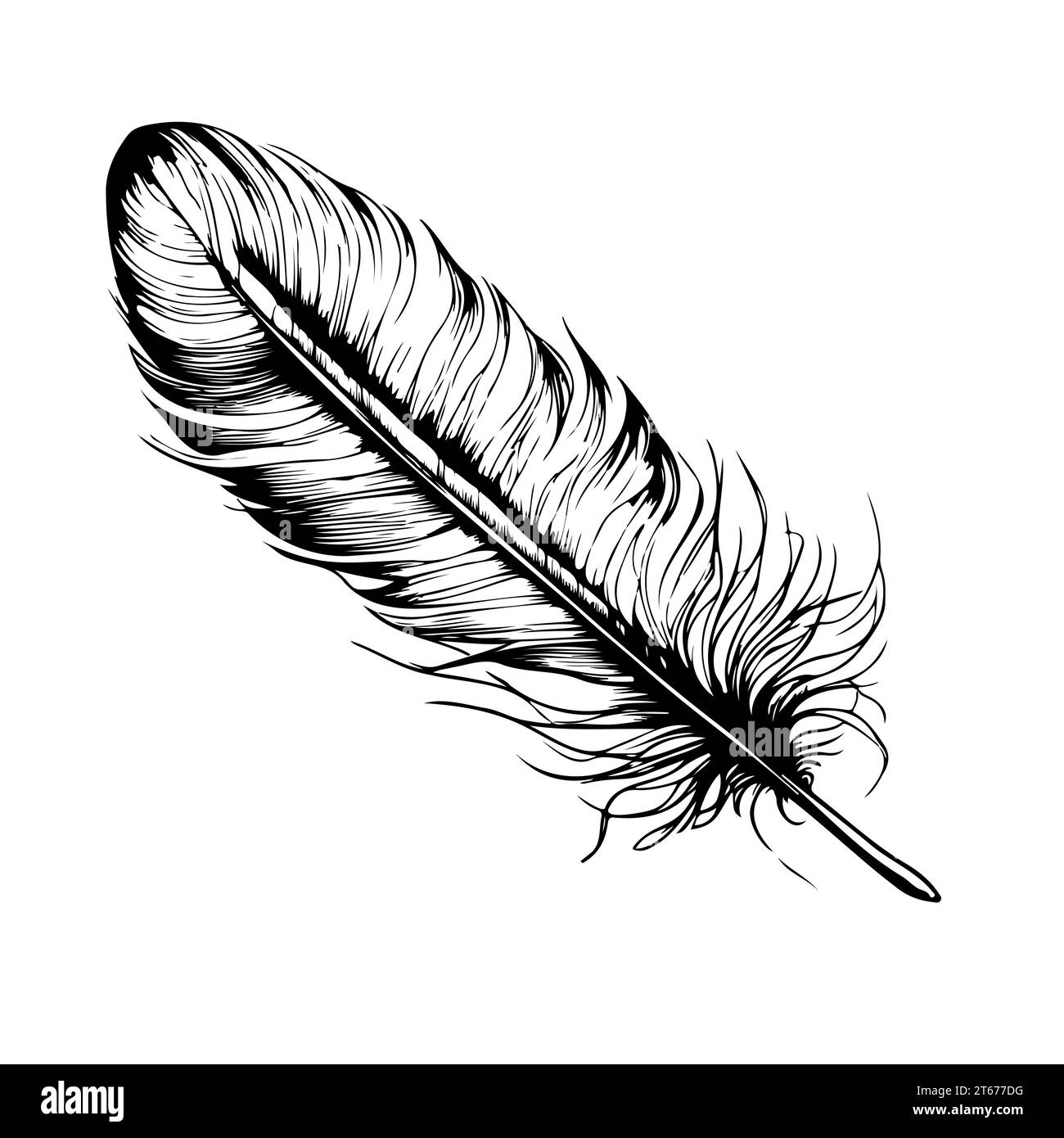 Decorative bird feather in simple style. sketch vector hand drawn designs Stock Vector Image