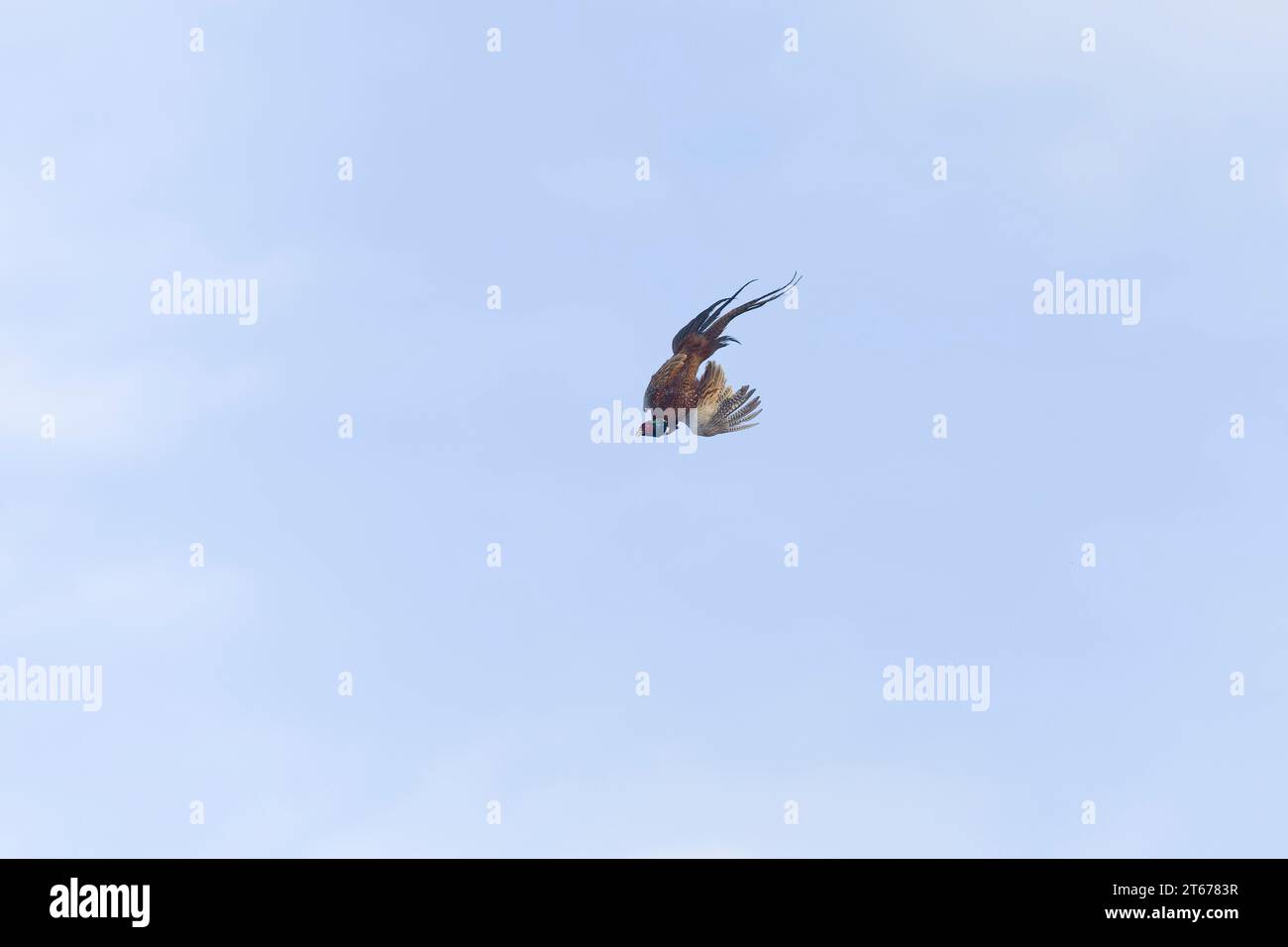 Pheasant Falling Common pheasant Phasianus colchicus, adult male losing control of ...
