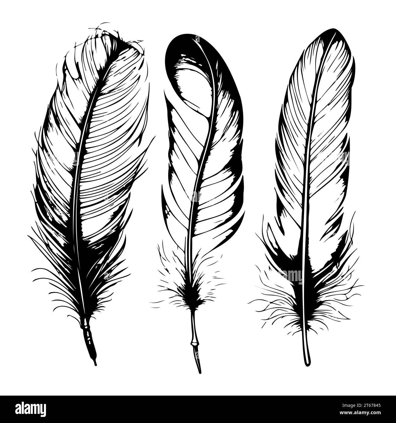 Black and white bird feather hand drawn vector illustration Stock ...