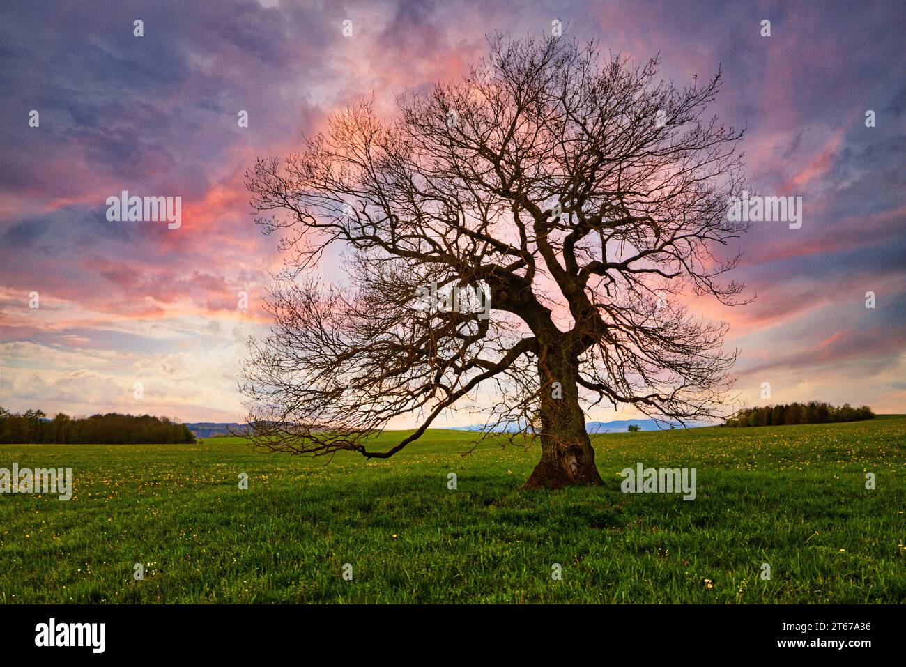 einzelner Baum auf Wiese mit Wolken Stock Photo