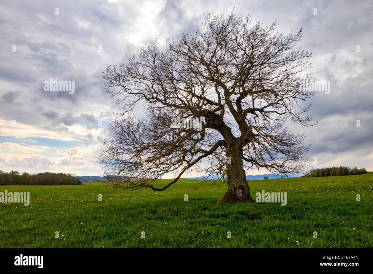 einzelner Baum auf Wiese mit Wolken Stock Photo