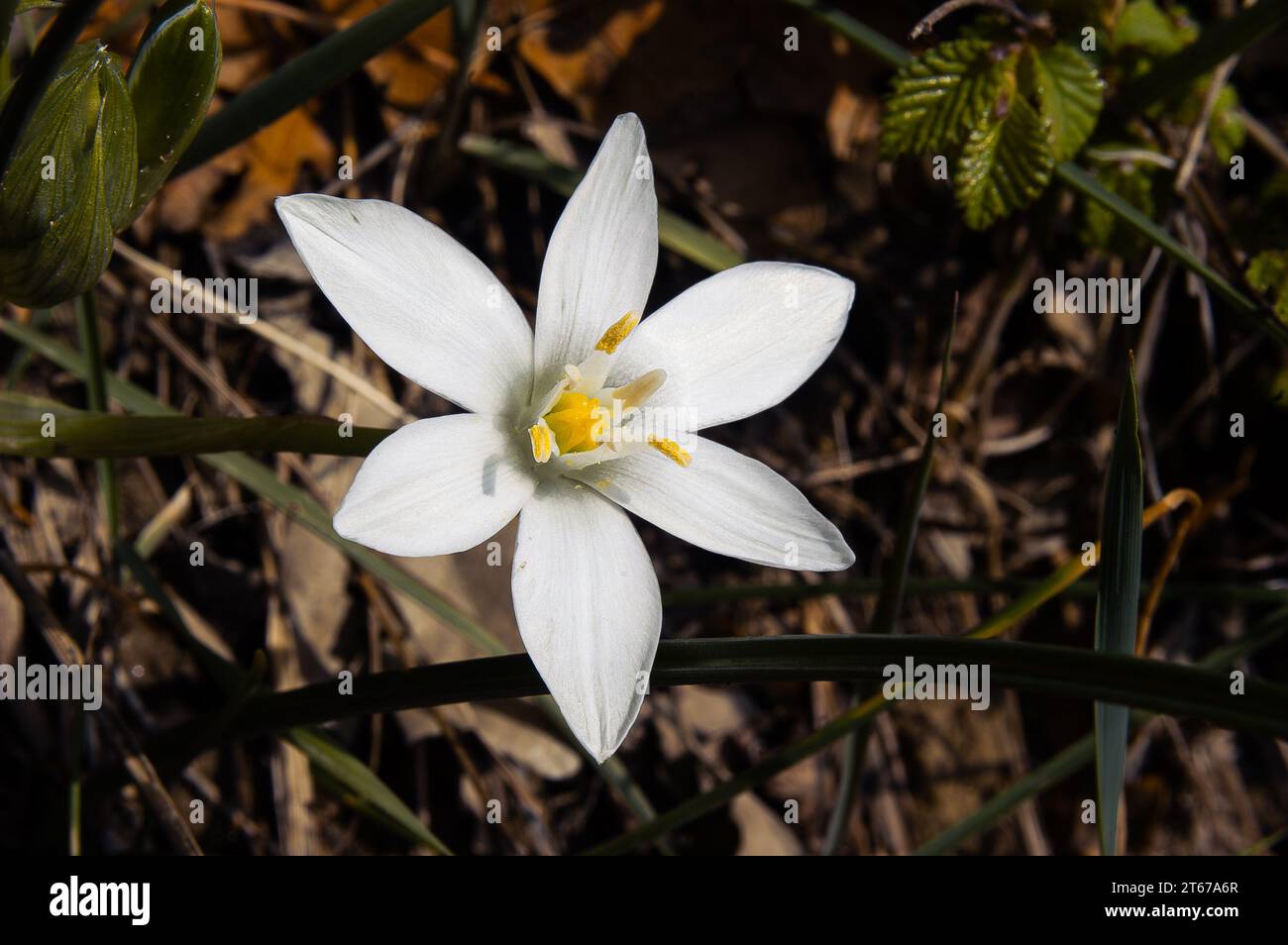 Star-of-Bethlehem flower, also known as Christmas Star, under the warm italian sun Stock Photo