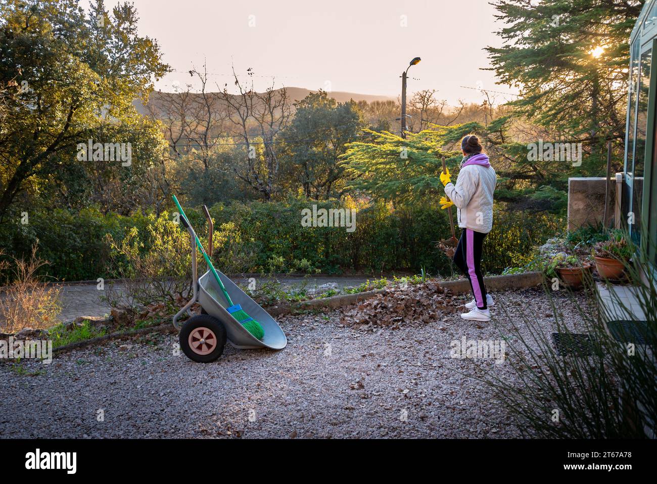 Woman gardening, collecting autumn leaves with a rake in early winter, in Provence, a region of southern France. Stock Photo