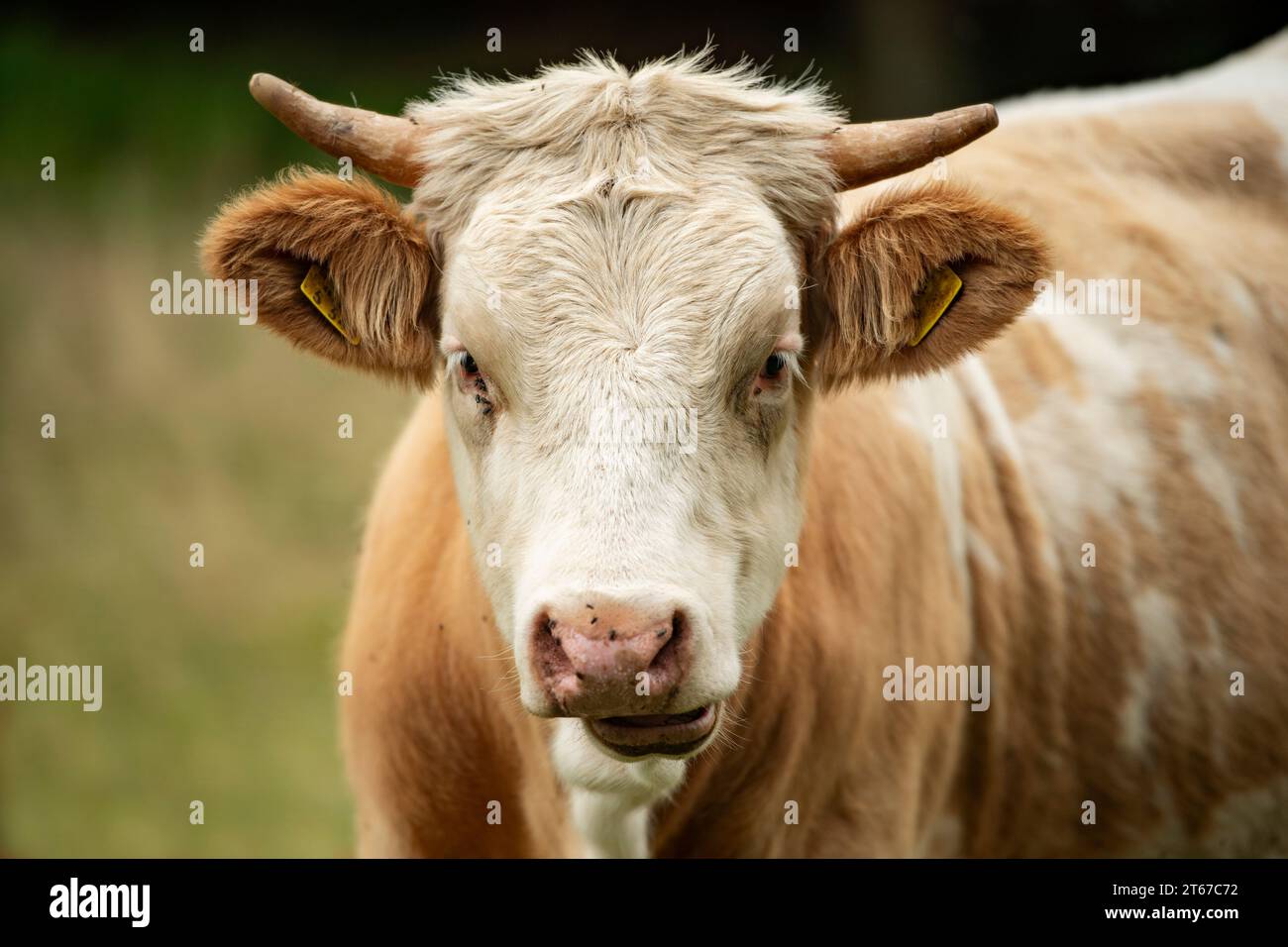 Cow in a summer pasture Stock Photo - Alamy