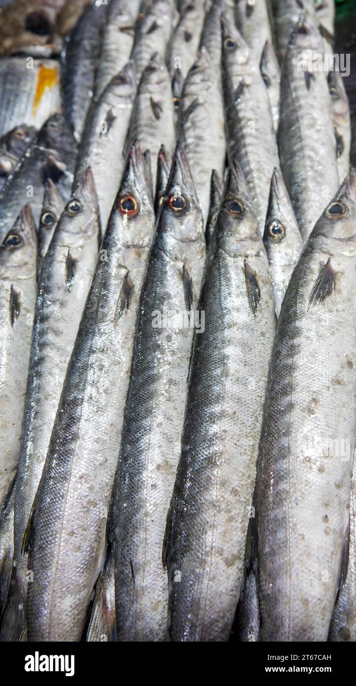 Bandar Abbas, Iran. Fish market. The fish of the Persian Gulf and the Arabian Sea are caught and sold. Barracuda Stock Photo