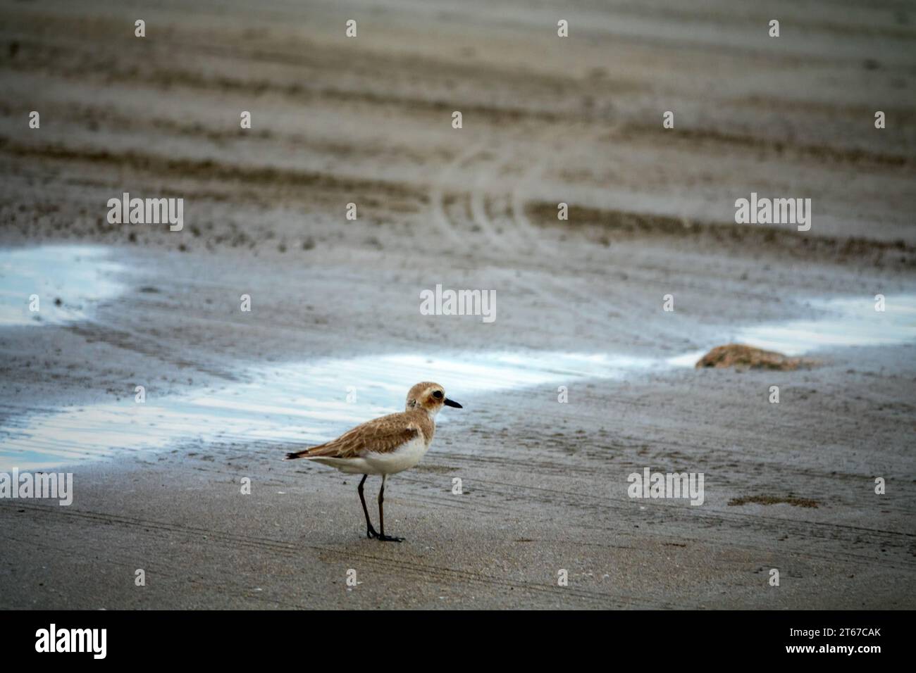 Bandar Abbas, Iran, January. Greater sand plover (Charadrius leschenaultii) on Strait of Hormuz as wintering place and feeding in surf interstitial fa Stock Photo