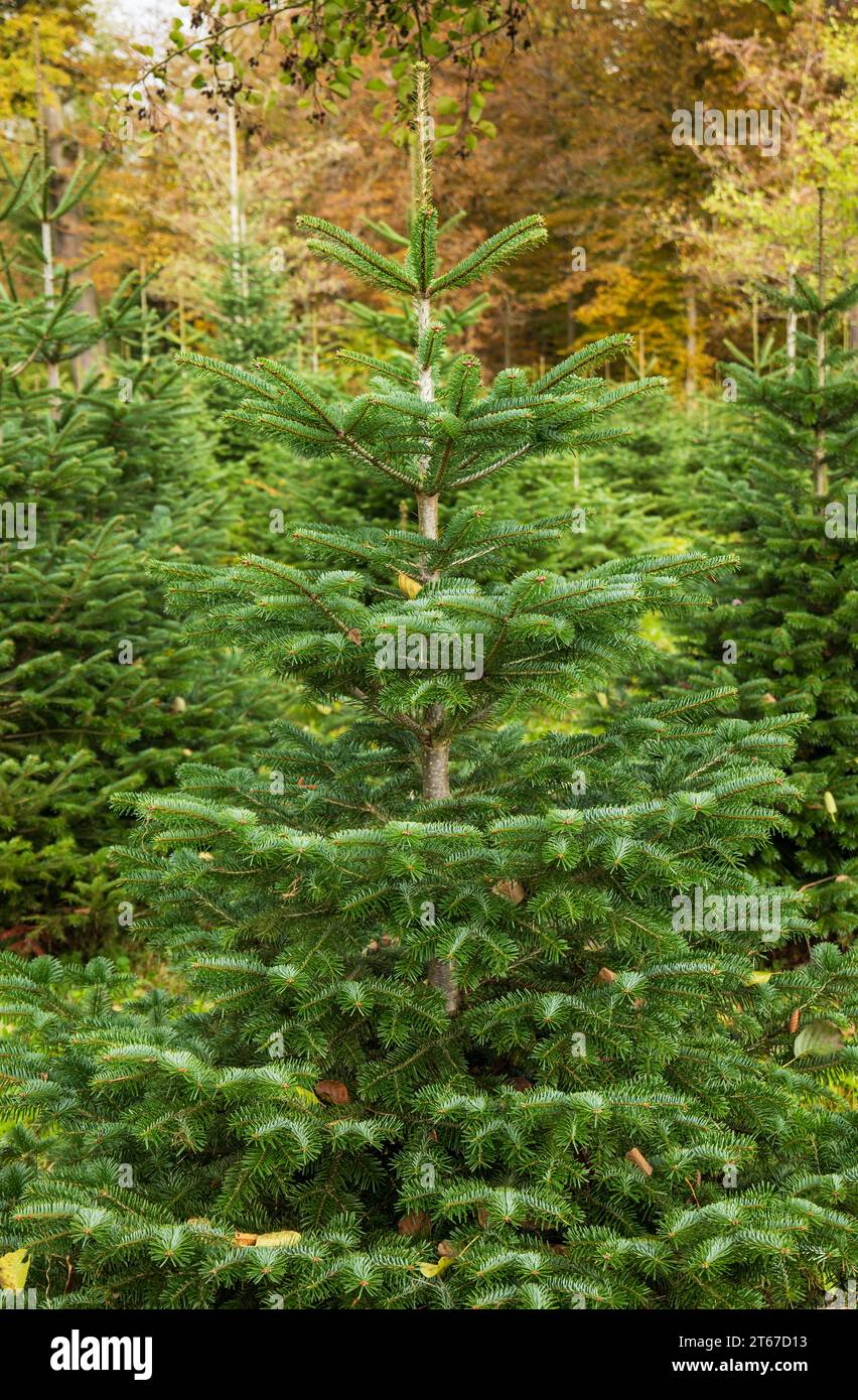 Christmas fir pine tree growing in a nursery near forest. Close up shot ...
