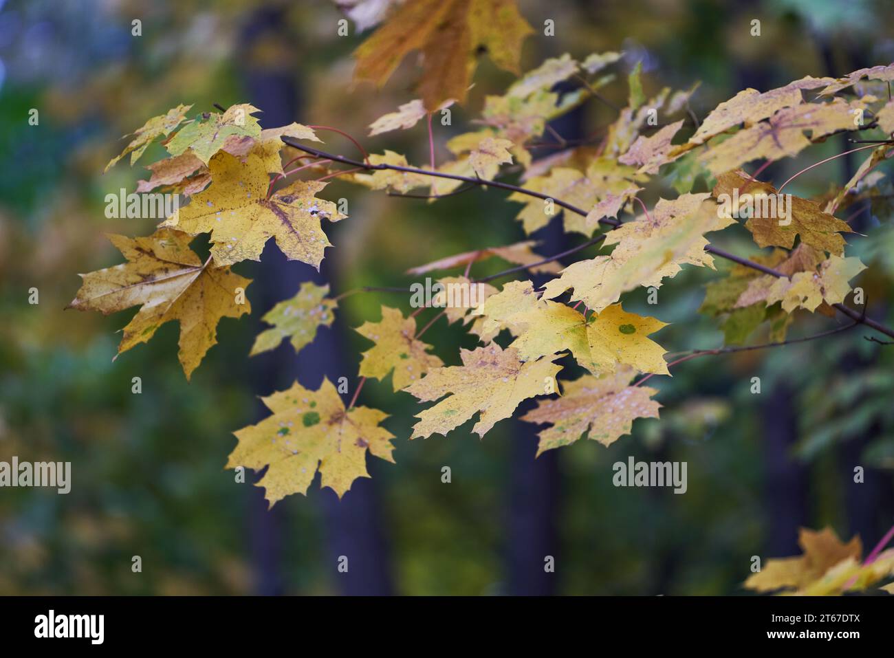 Tree branches with yellow leaves on the background of park. Autumn ...