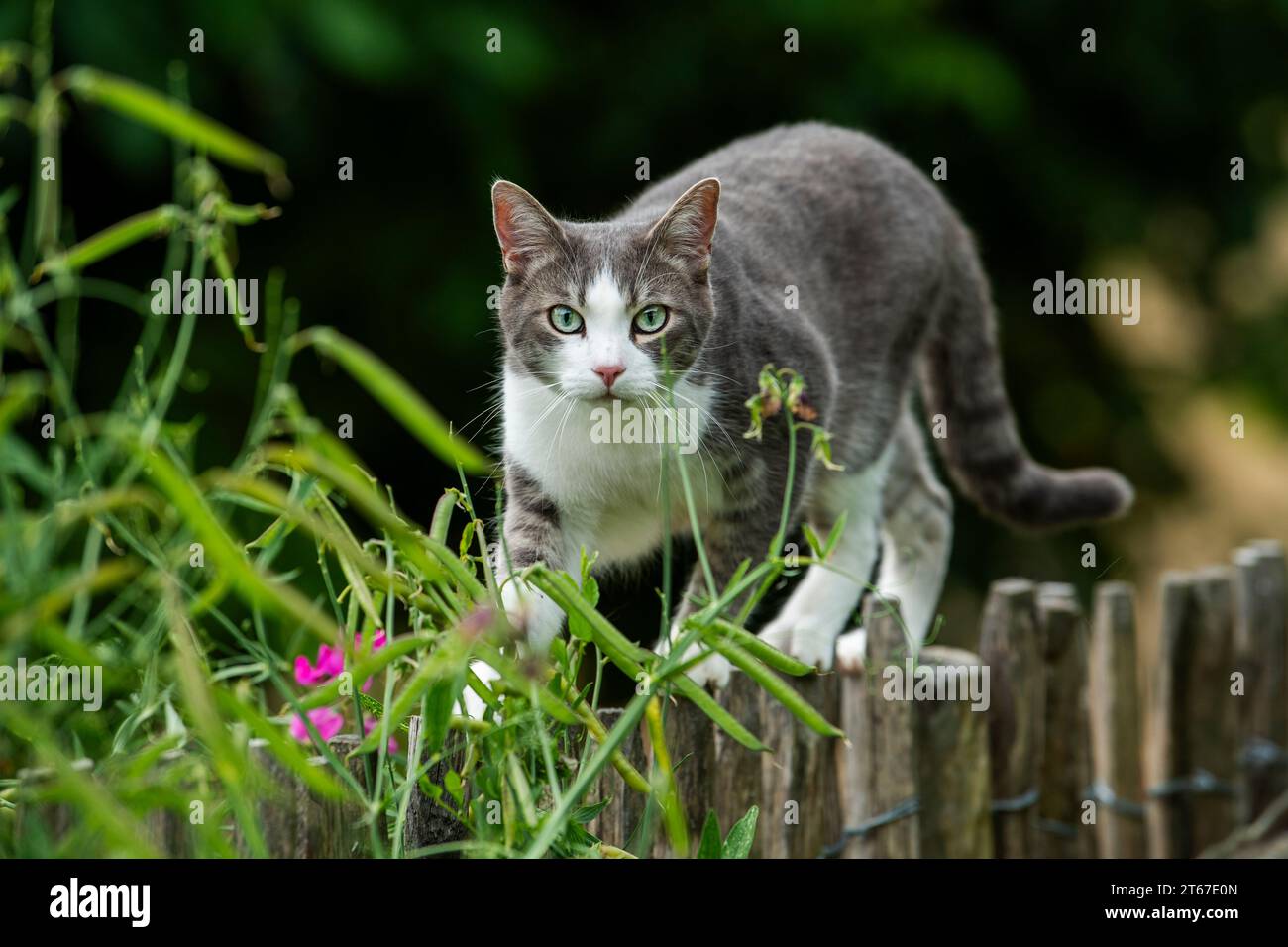 Young tabby cat on a garden fence in nature background Stock Photo - Alamy