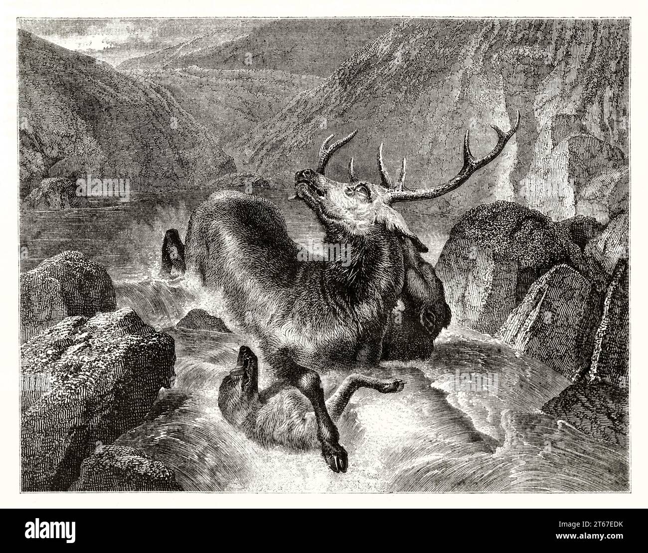 Old illustration of a deer dying. By Landseer, publ. on Magasin Pittoresque, Paris, 1851 Stock Photo
