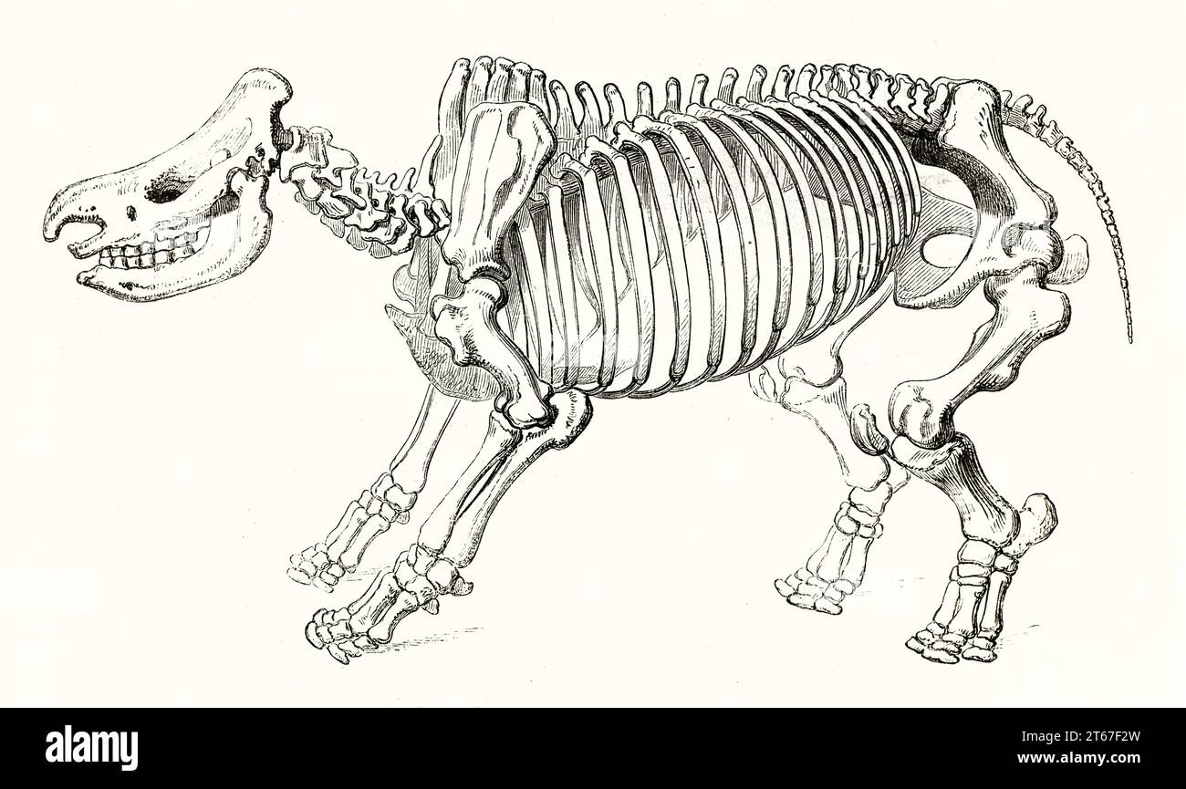 Old illustration of a Rhino's skeleton. By unidentified author, publ. on Magasin Pittoresque, Paris, 1851 Stock Photo