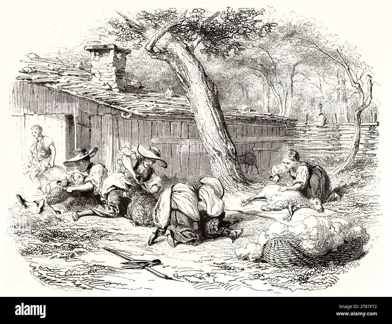 Old illustration of women shearing sheeps. By Girardet, publ. on Magasin Pittoresque, Paris, 1851 Stock Photo