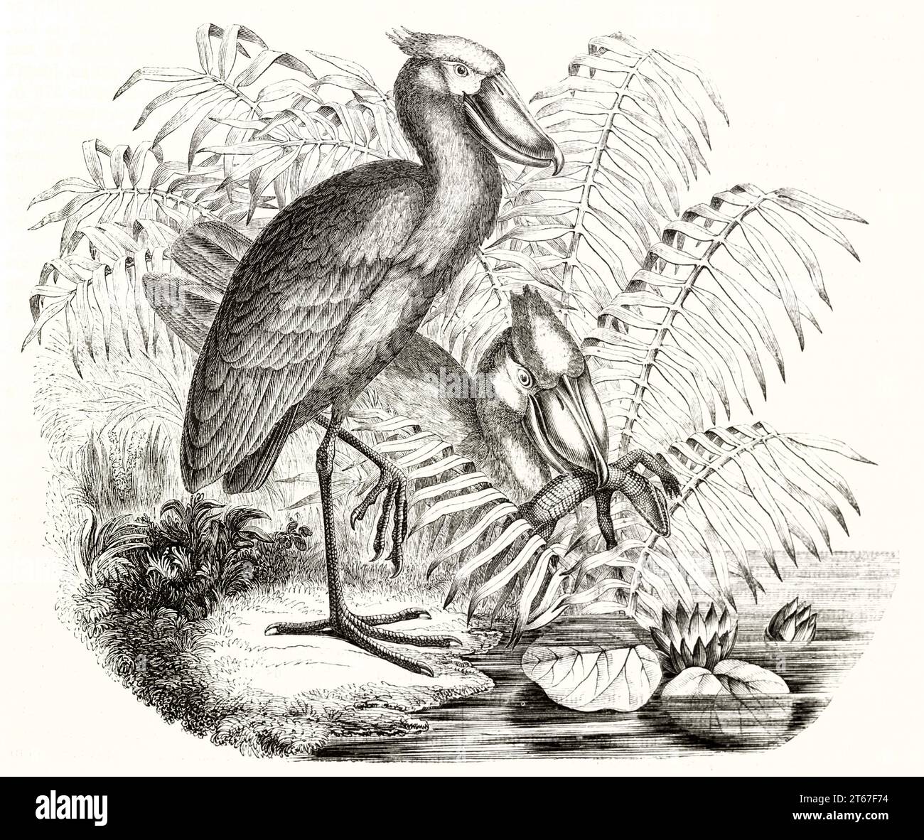 Old illustration of Shoebill (Balaniceps rex). By Oudart, publ. on Magasin Pittoresque, Paris, 1851 Stock Photo