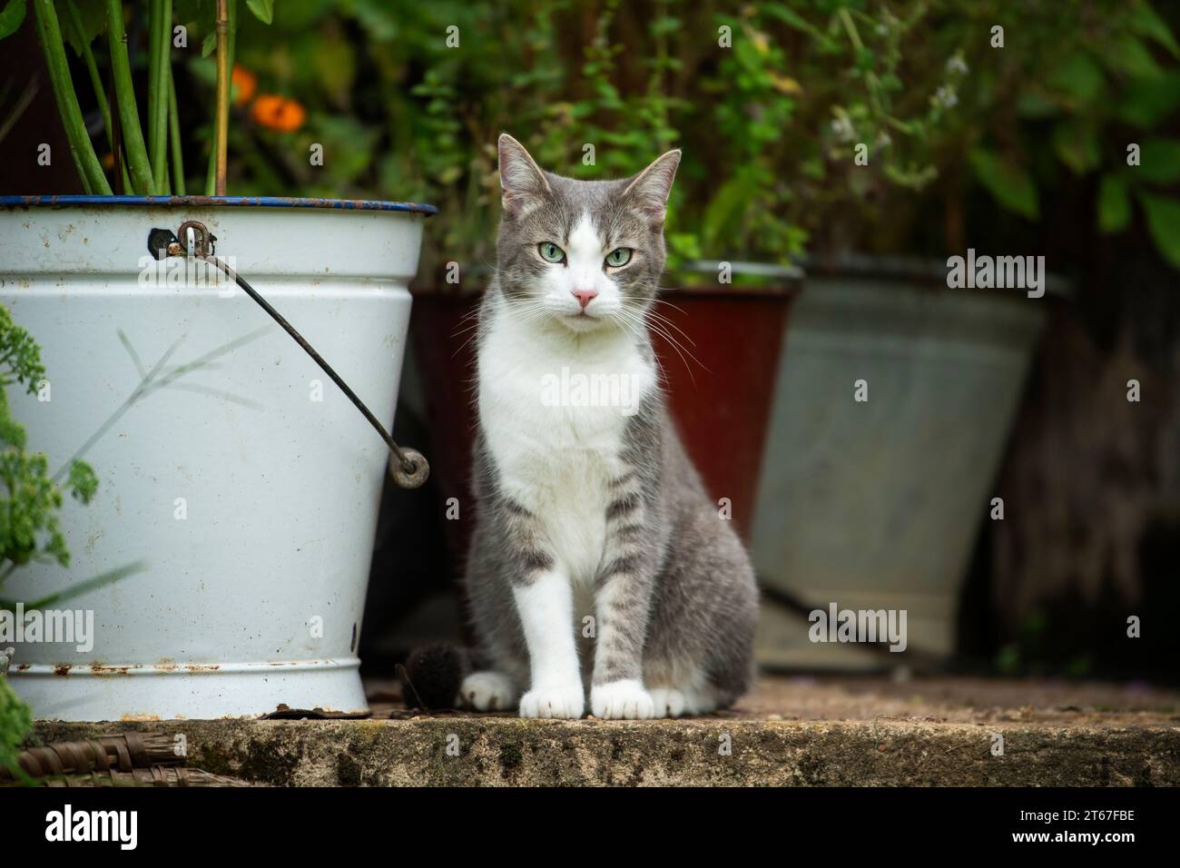 Domestic cat in a garden Stock Photo - Alamy