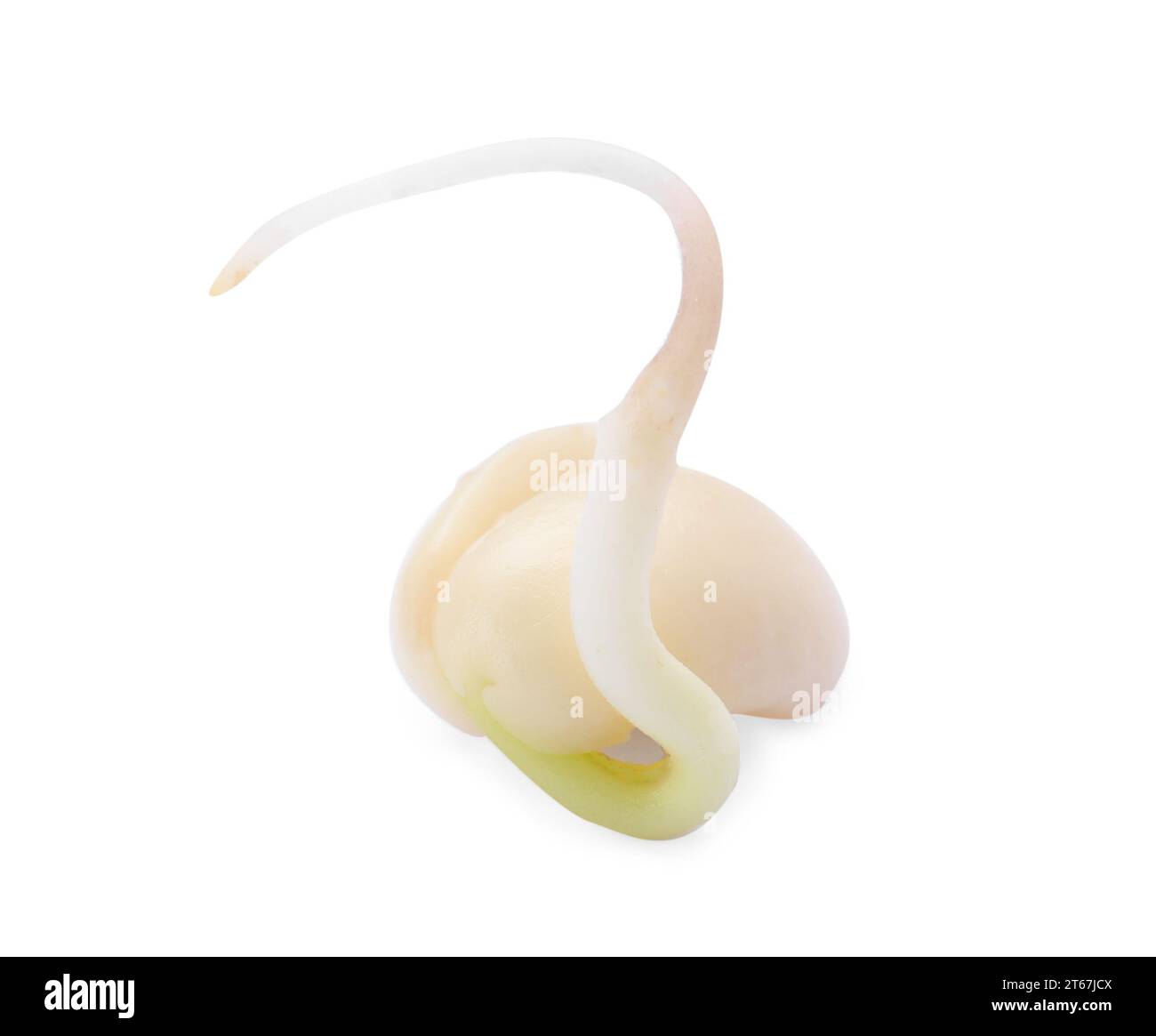 One sprouted kidney bean isolated on white Stock Photo Alamy