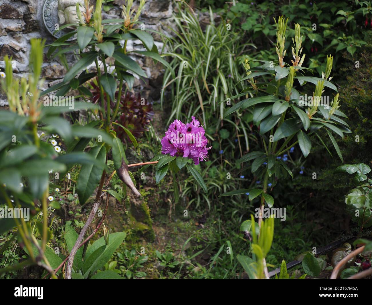 Purple rhododendron rhododendron ponticum hi-res stock photography and  images - Alamy