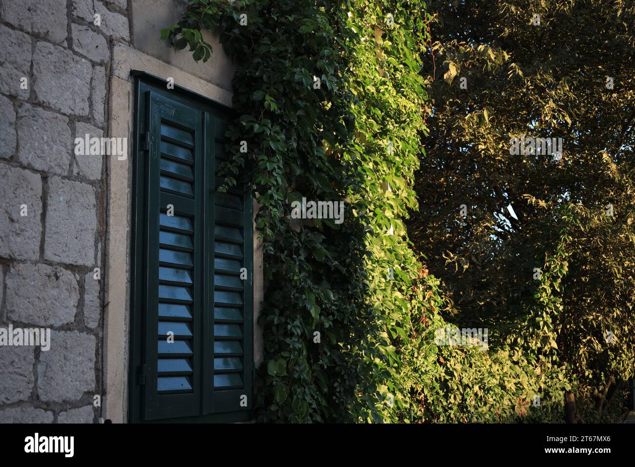 Window with closed wooden shutters on stone wall of building and climbing plant Stock Photo