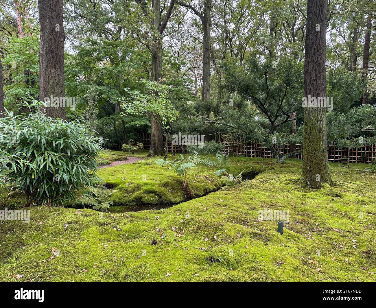 Bright moss and other plants in park Stock Photo